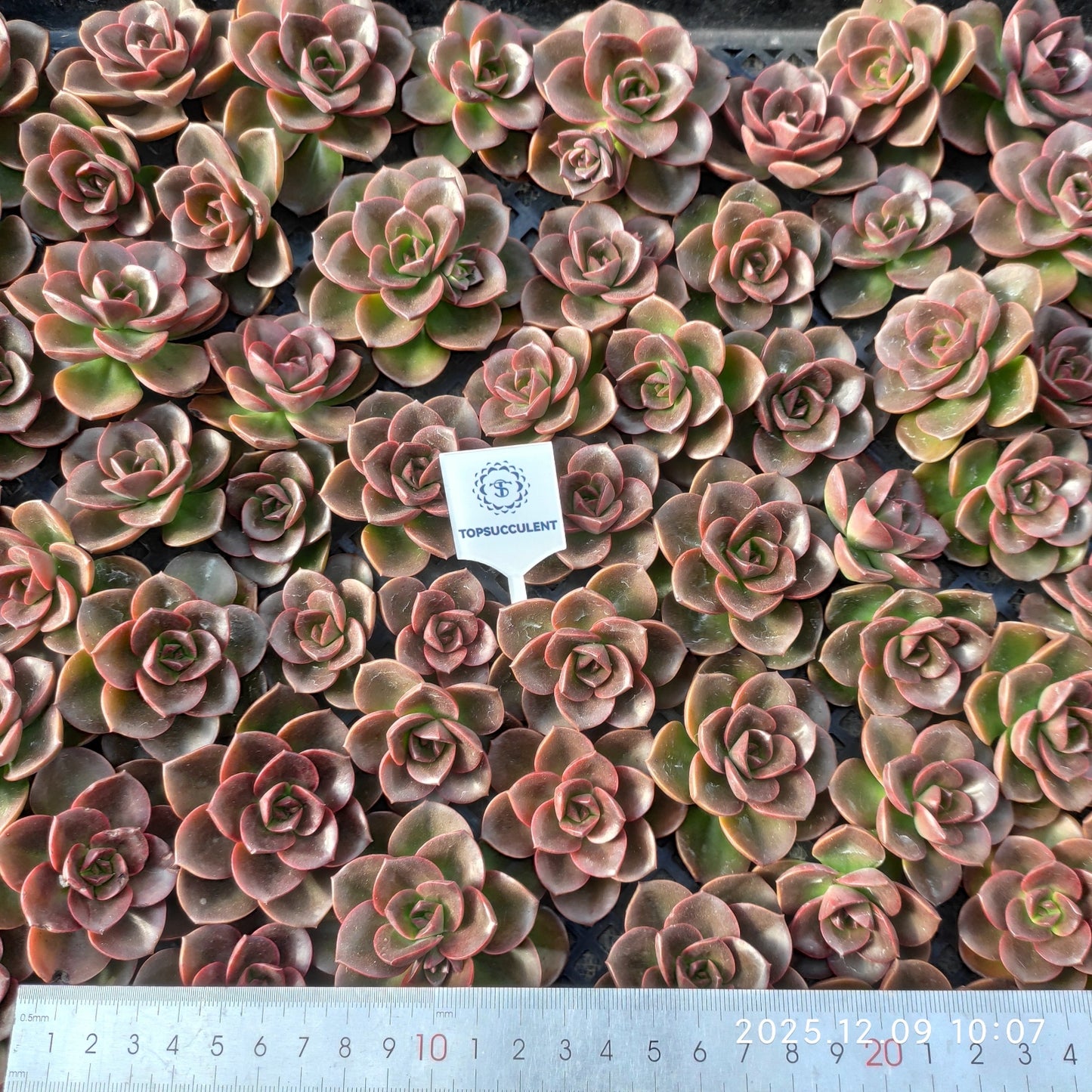 220756 チョコレート（カット苗）