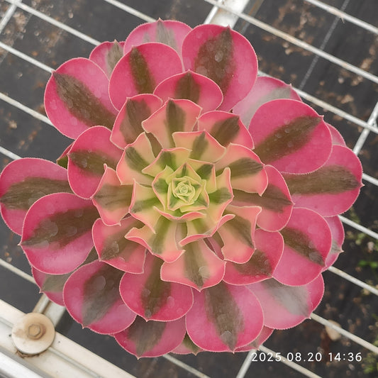 ON643 フラワリー　ライフ（12cm pot）