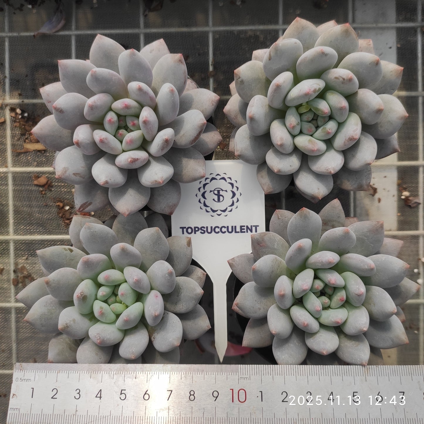 20853 ハーフサマー（9cm pot）