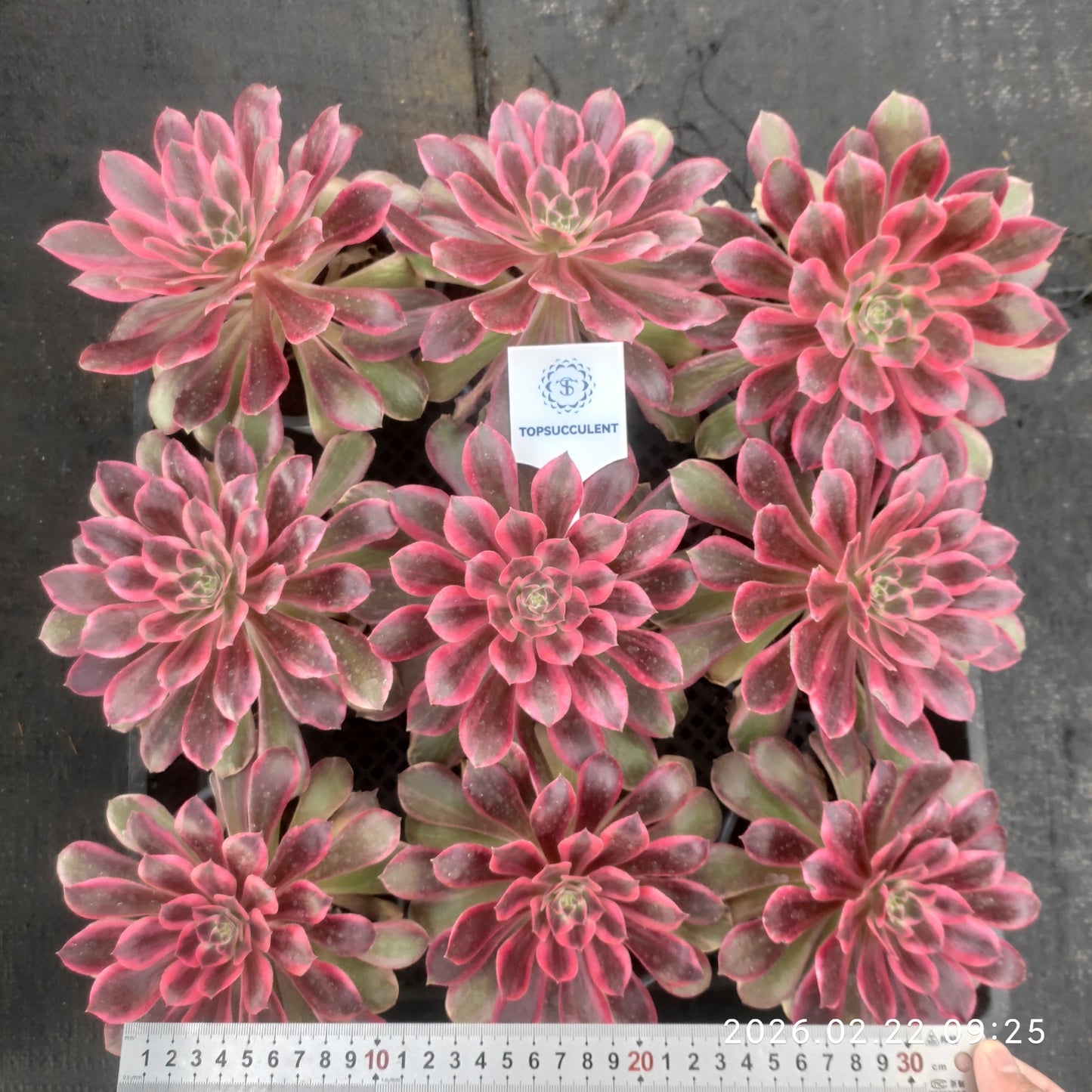 26088 ブラック　デビル