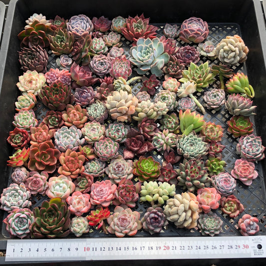 17856 ミックス苗（3cm pot）(穴トレー苗)18