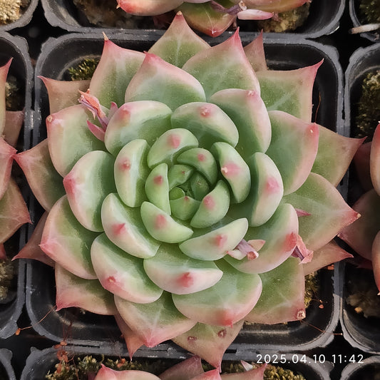 NGN699 レッド　スノー　マウンティン（50cm pot）