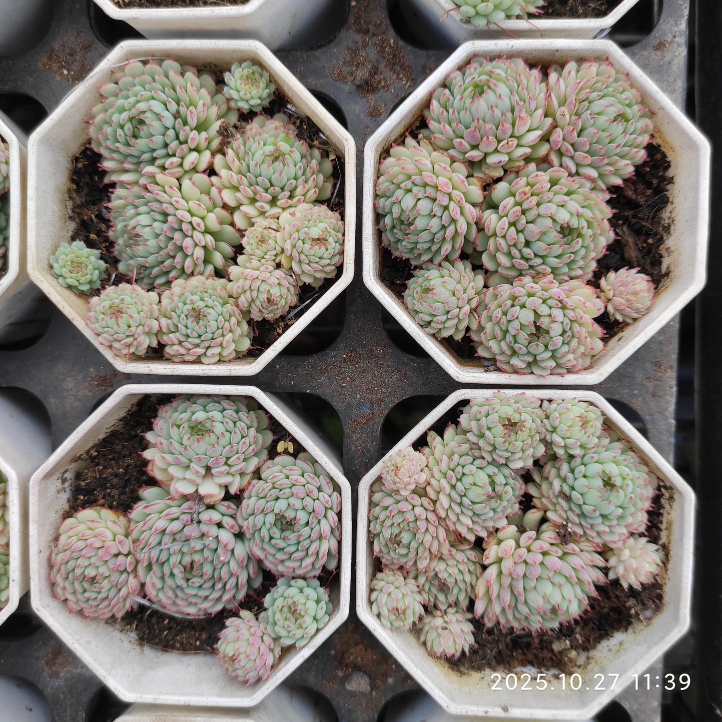 8350 グロブローサ（7cm pot）