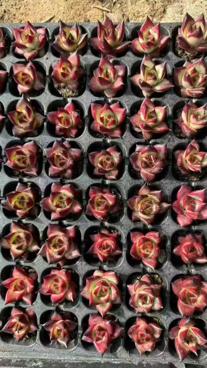 XS956 レッドジカ(3cm pot)