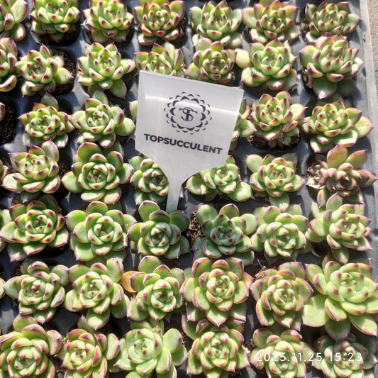 220501 ムーンストーン（3cm pot）（ポット苗）