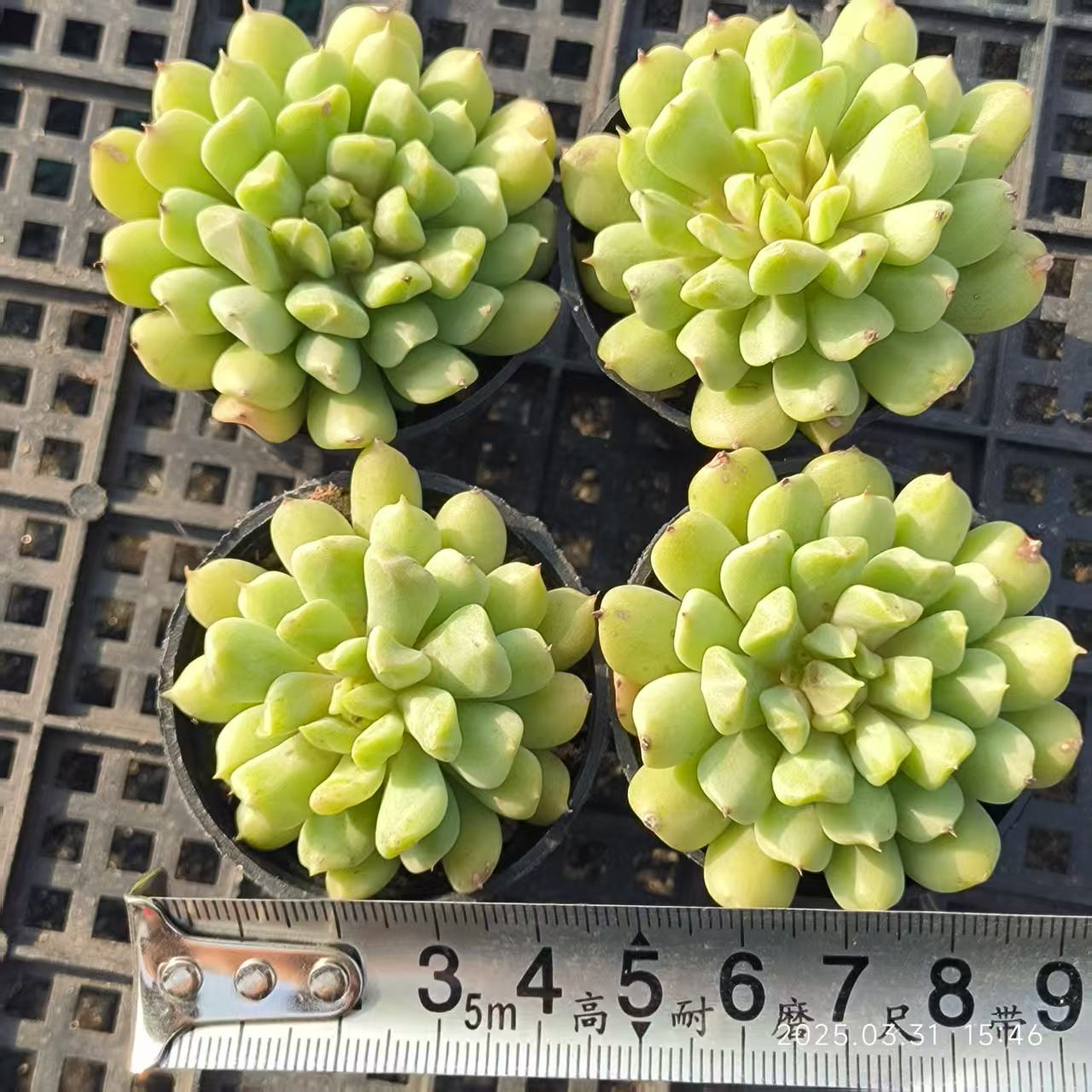 HH106 アイリッシュミント（6.5cm pot）