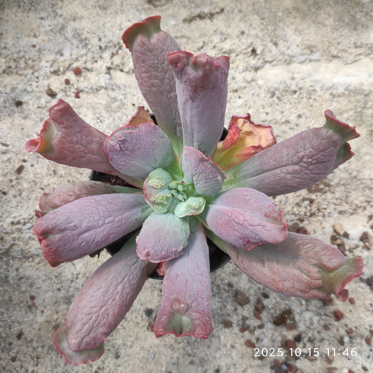 ZZA136 バロンボールド（11cm pot）