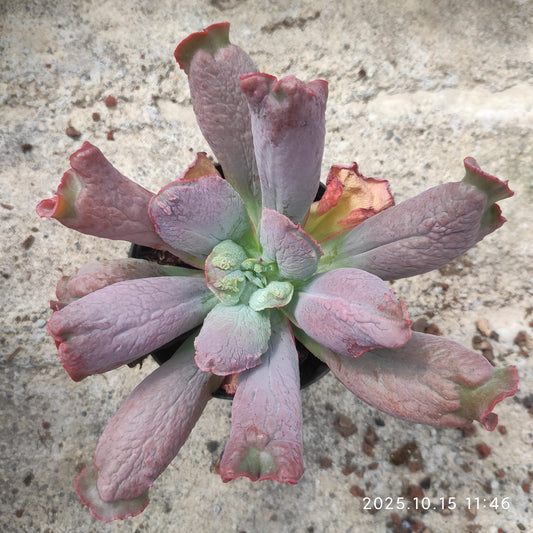 ZZA136 バロンボールド（11cm pot）