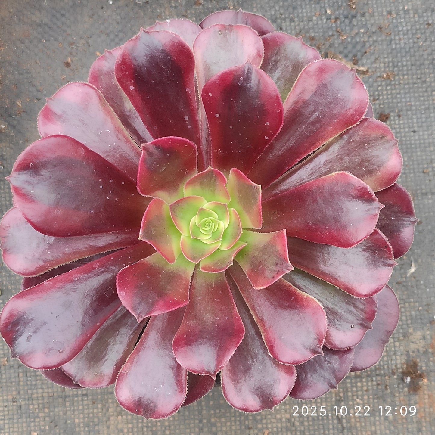 BC040 メドゥーサー（12cm pot）