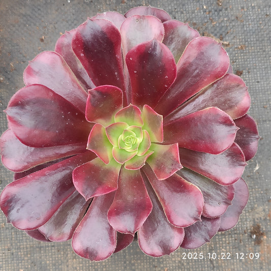 BC040 メドゥーサー（12cm pot）