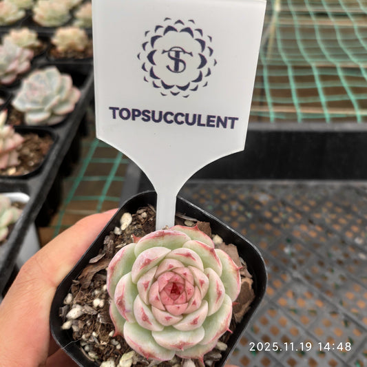 9296 ジェイドバンブー