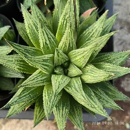 13155 ハオルチア シュガーキャンディー