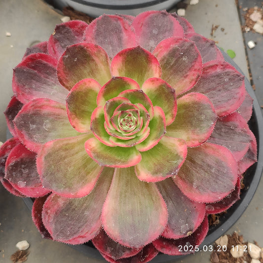 ON725 クラウド　ティーム（12cm pot）