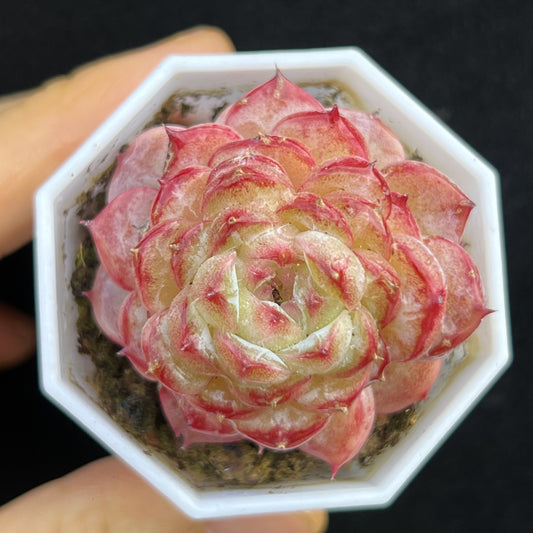 BL2026 クリスタル　ローズHyb（5cm pot）