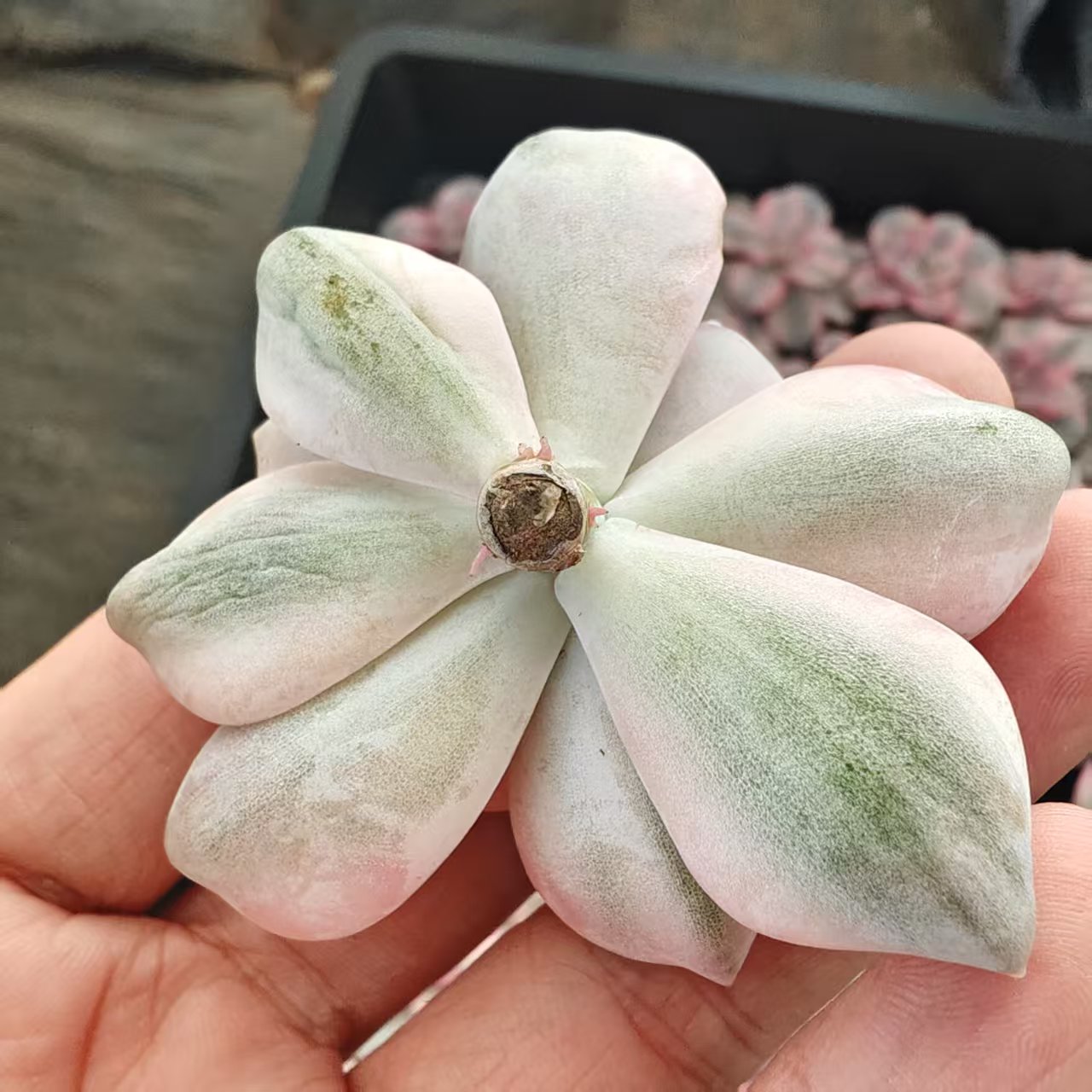 23023 スノーホワイト錦