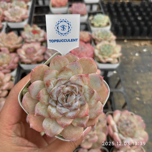 3930 アイス（7cm pot）