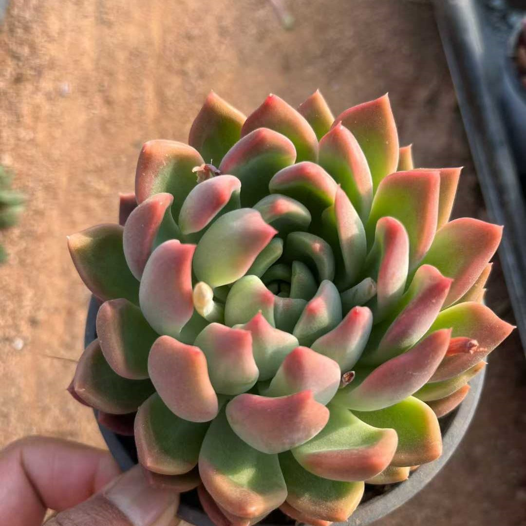 24082 アイス　ハート　ビューティー