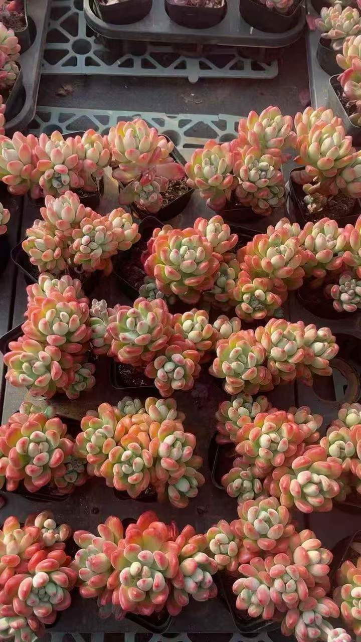 263201 トム　キャット