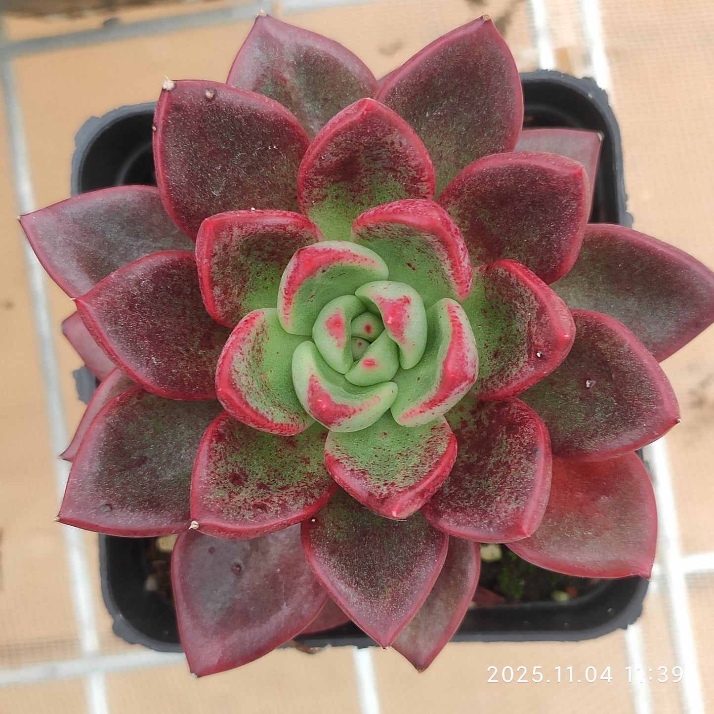 22275 シャープト（7cm pot）