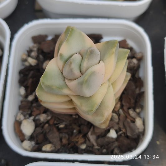 MMY649 ムーングロウ錦（5.5cm pot）