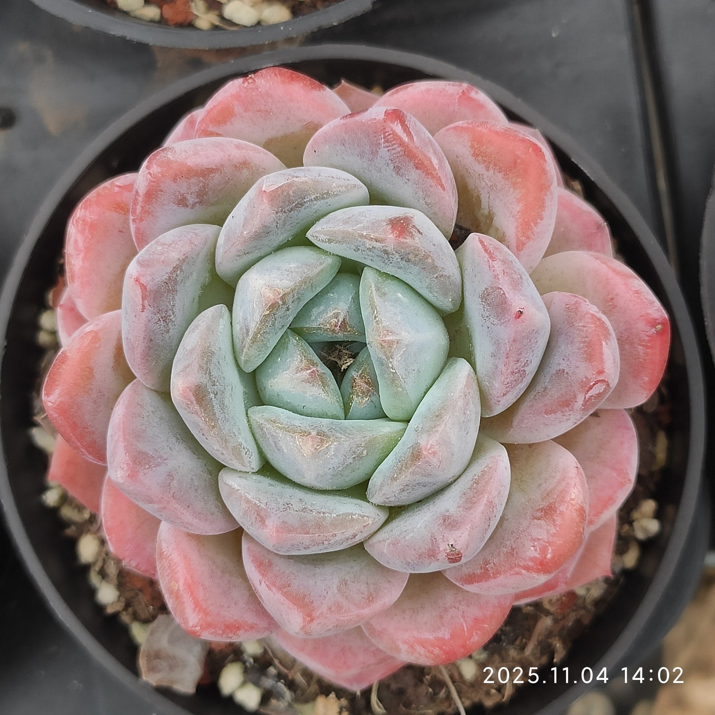 20792 シック　モンロー（7cm pot）