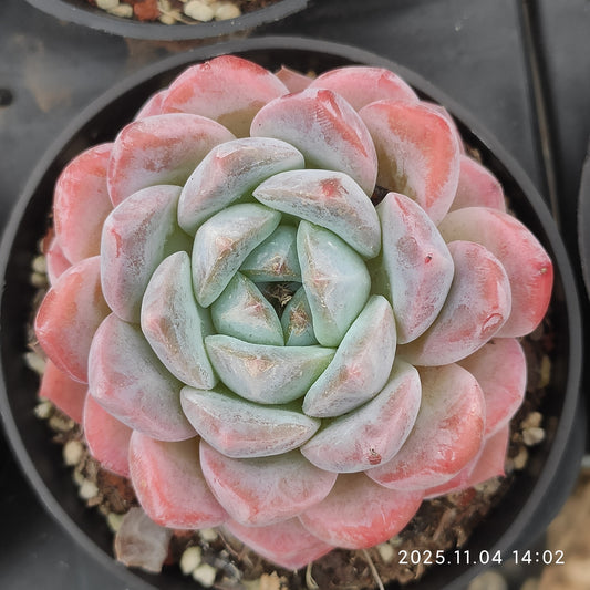 20792 シック　モンロー（7cm pot）