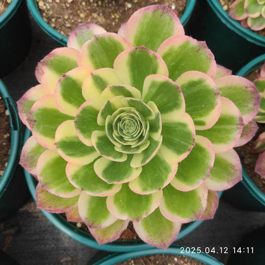 YF436 アエオニウム ウォーター　ムーン（300cm pot）