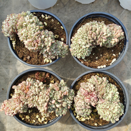 SKL365-POT ホワイトミニマ綴化（9cm pot）
