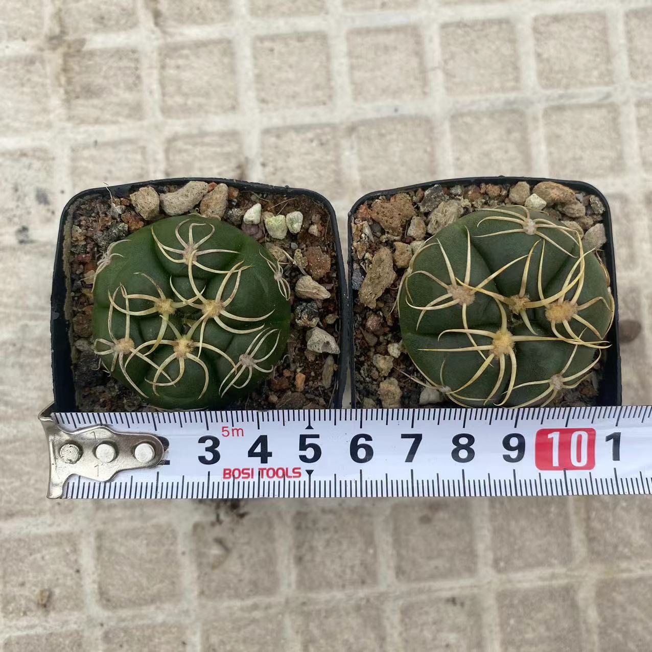 ZL211 ギムノカリキウム 海王丸 (5cm pot)