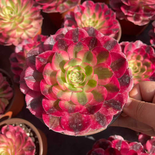 25315 アエオニウム　ゴージャス