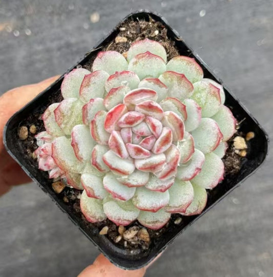 BL1497 ルビン(7cm pot)