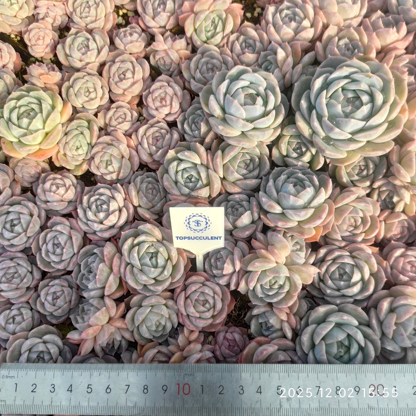 23049 ピュア　ラブHyb（ポット苗）