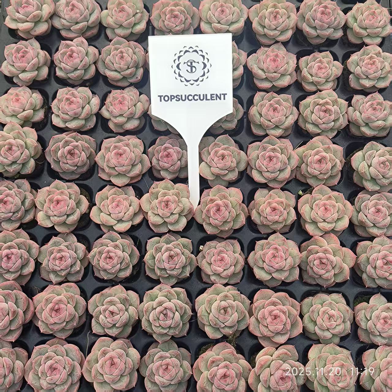 22419 ジザー　ハート（3cm pot）（ポット苗）