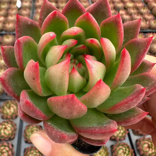 QNY162 セーキャマニー（6cm pot）