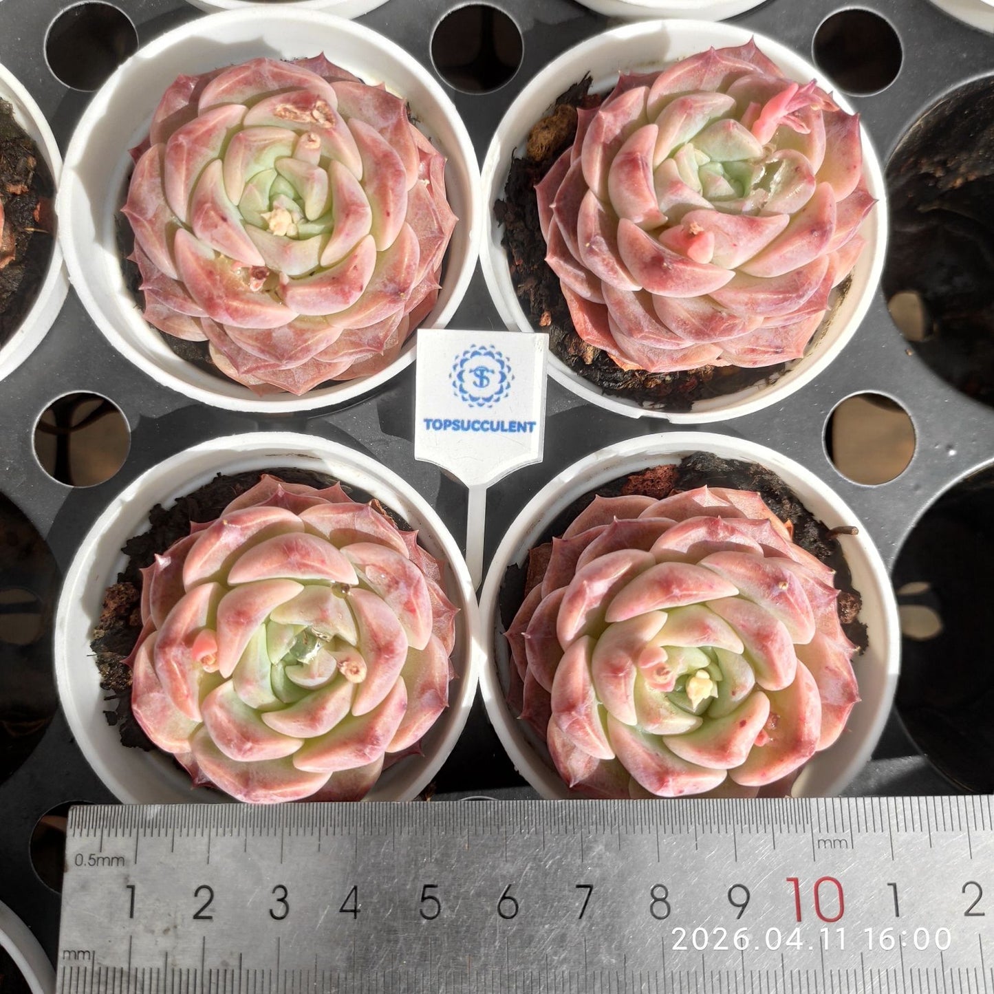 361505 モーブ ペタル