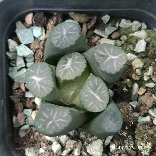 13195 山本エメラルド