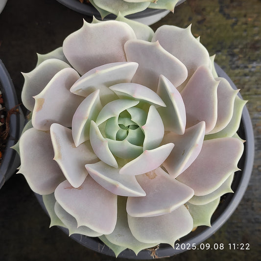 GDX011 ローラ（11cm pot）