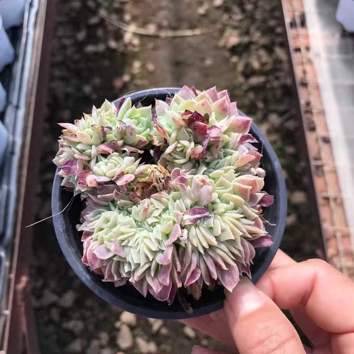 T26466 マクドガリー綴化