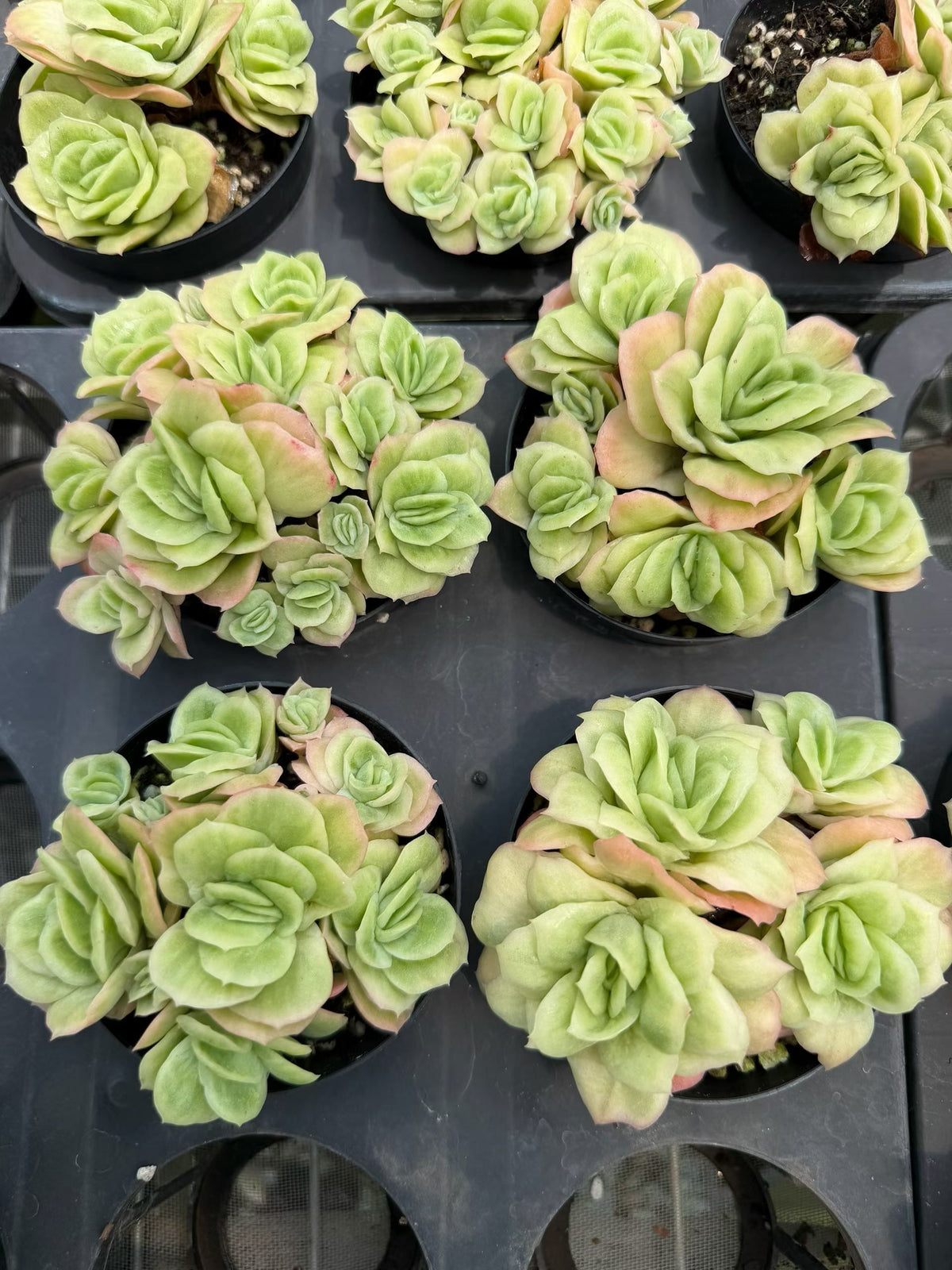 17474 アイスローズ