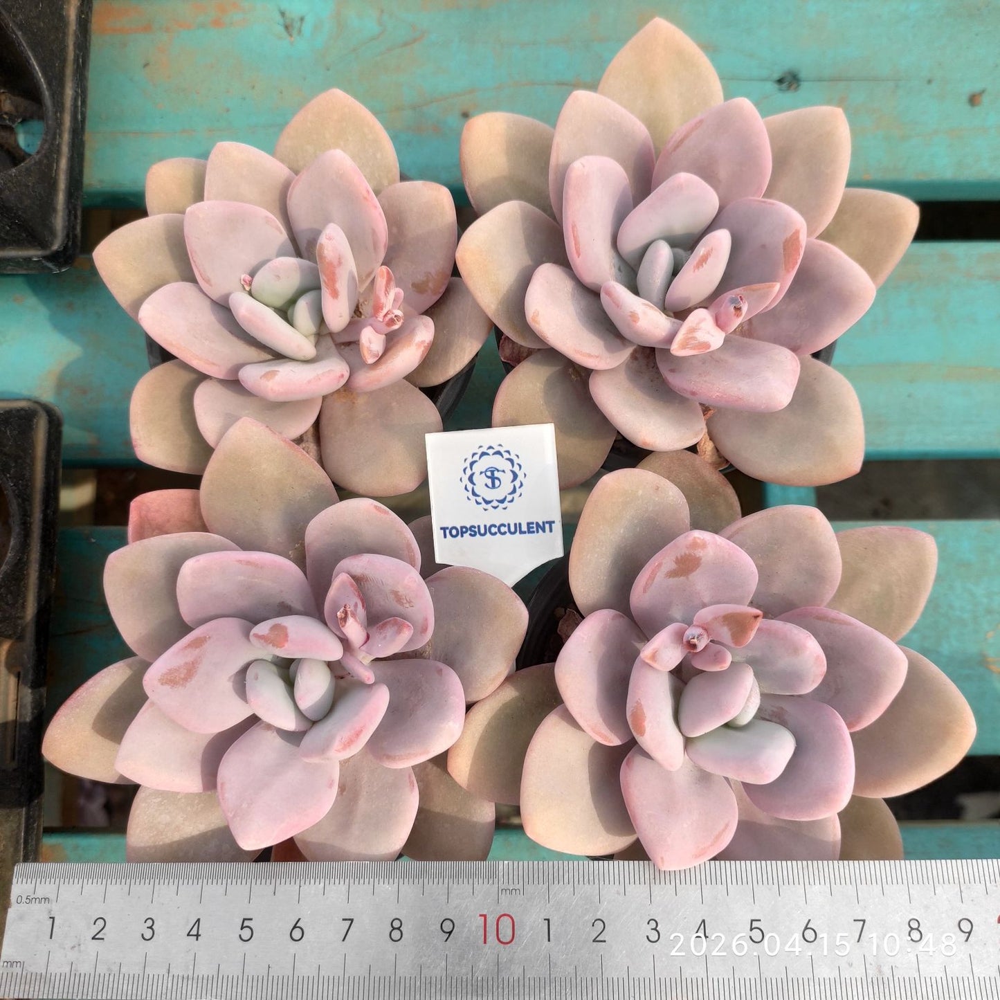 361538 ピンクバニー