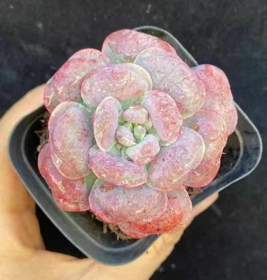 BL1579 レインドロップス(7cm pot)