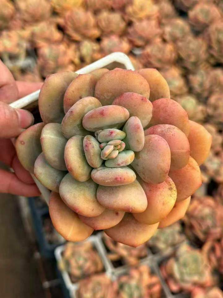 263971 ナイトギャラクシー錦