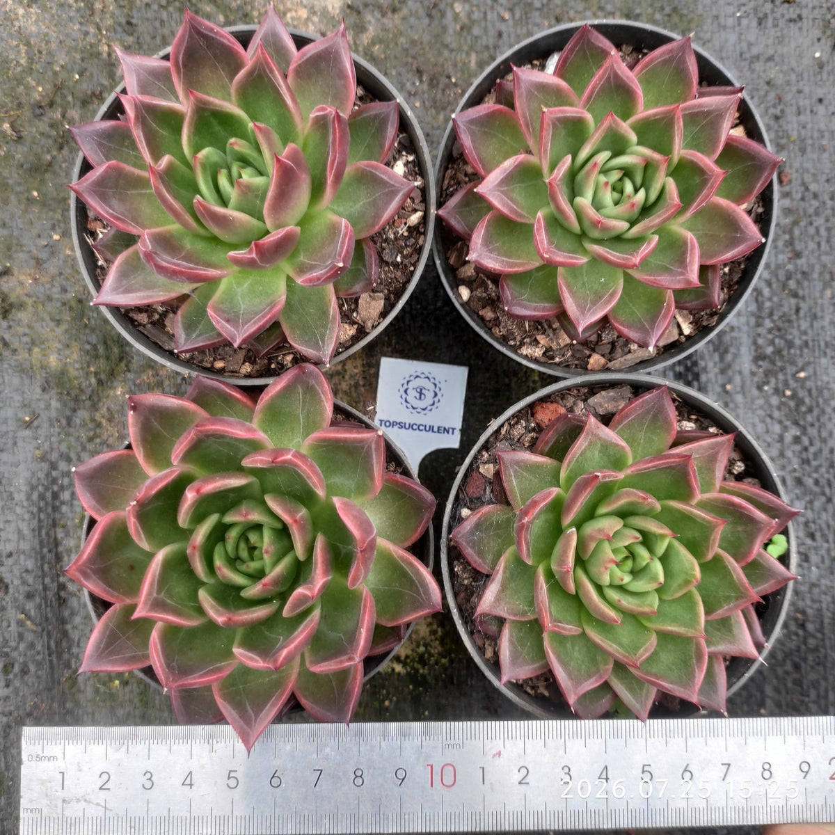18250 レッド フィア