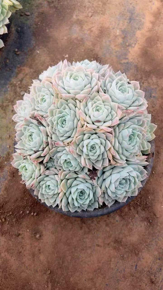 263961 ヒューグミルス