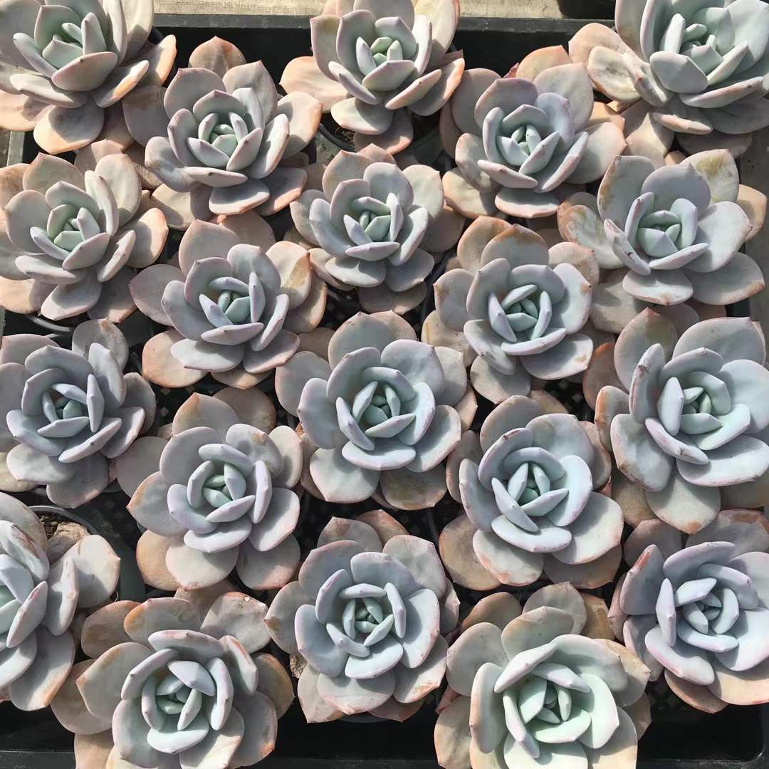 363497 ミルクティー
