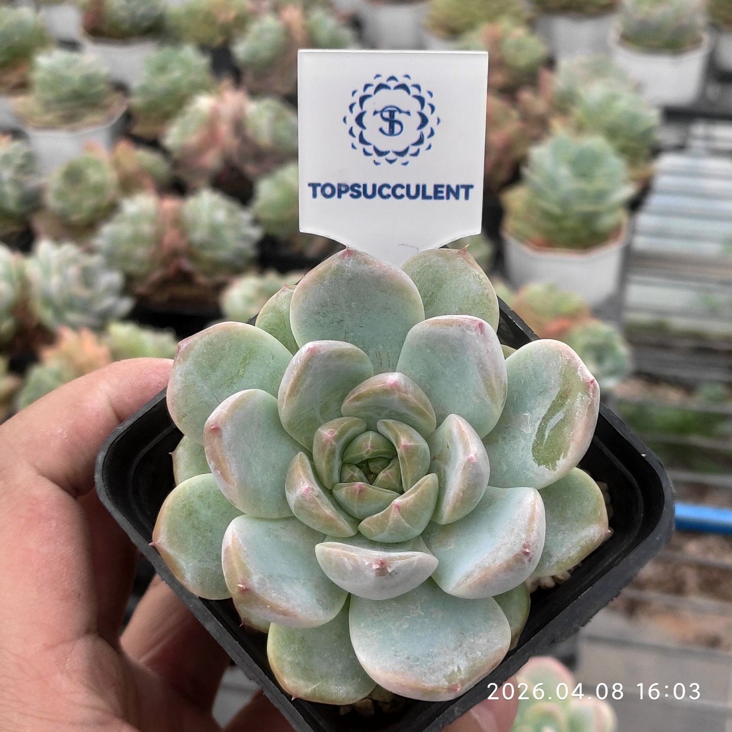 361375 グリーン パール