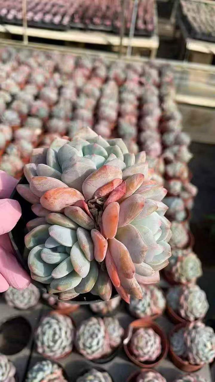 263111 オレンジモンロー