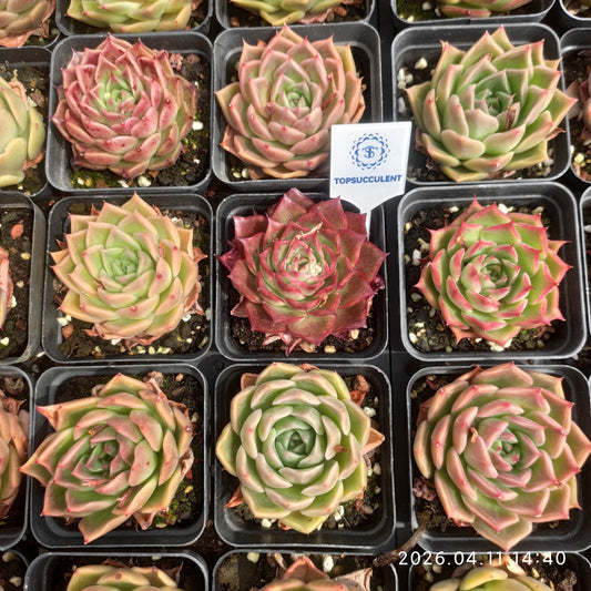 361453 リトル コンク × マルガン