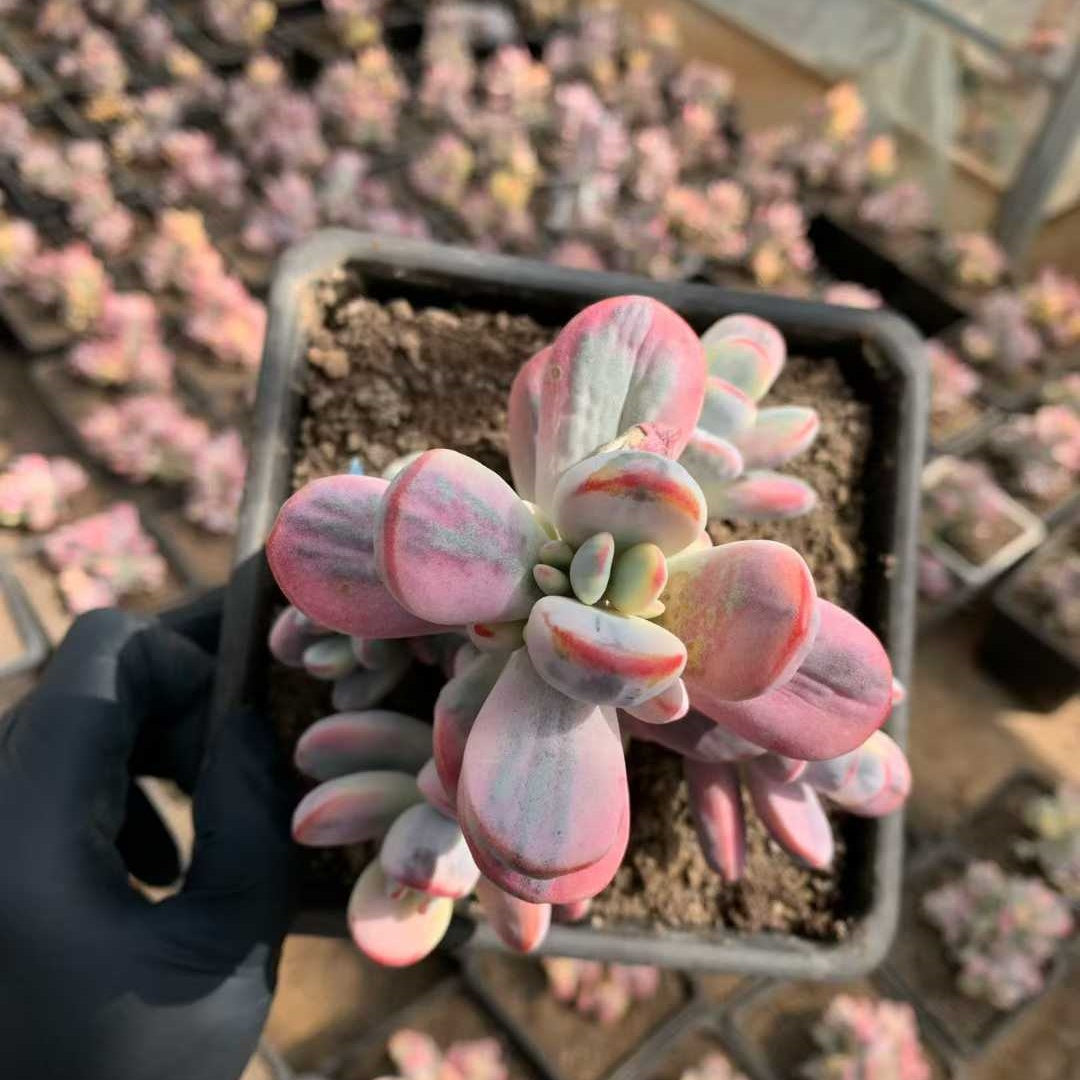 26205 オルビキュラータ錦