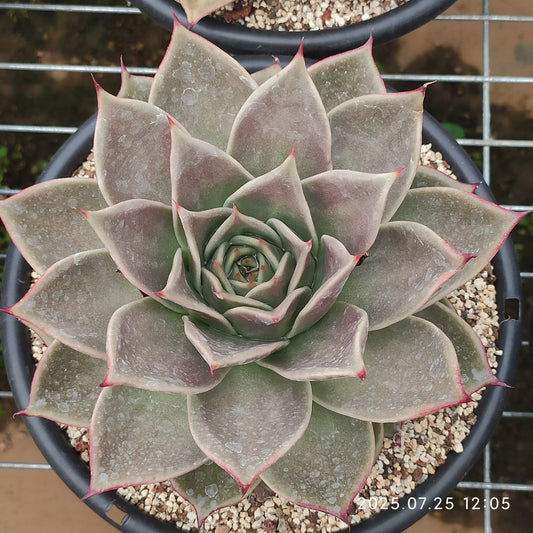 NGN374 スターズ（18cm pot）